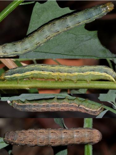 Réf. 77 818 : Anarta trifolii
