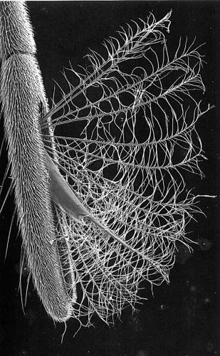 Réf. 77 895 : Rhagovelia infernalis