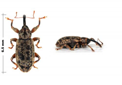 Réf. 77 065 : Dorytomus sp.