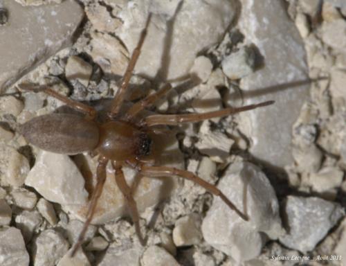 Réf. 77 323 : Drassodex lesserti