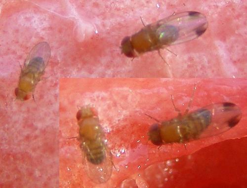 Drosophila suzukii