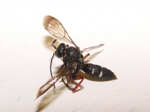 Episyron rufipes