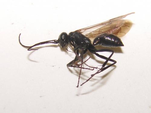 Réf. 77 984 : Auplopus sp.