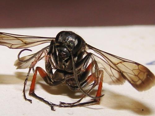 Episyron rufipes