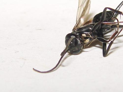 Auplopus sp.