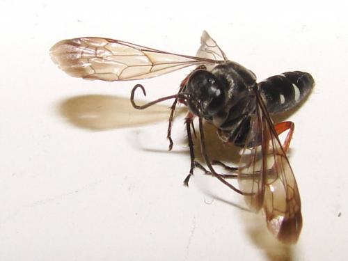 Episyron rufipes