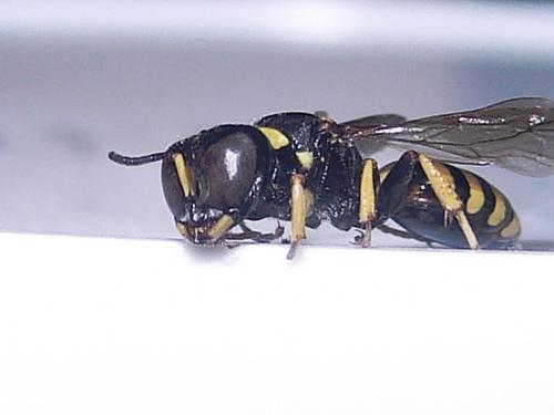 Ectemnius lituratus