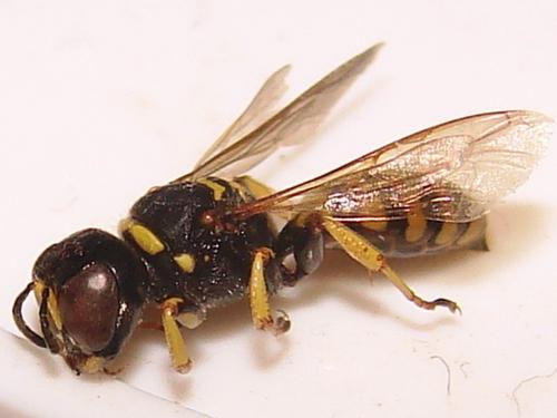 Ectemnius lituratus