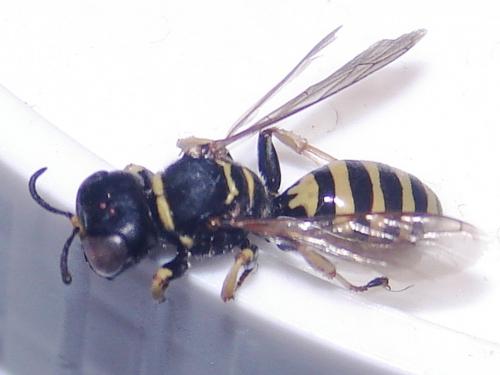 Ectemnius lituratus