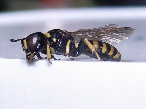 Ectemnius lituratus