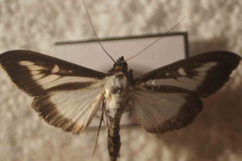 Cydalima perspectalis