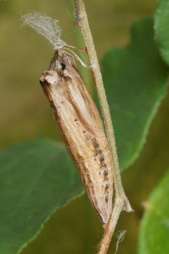 Zerynthia polyxena