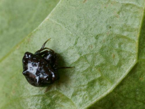 Cyrtarachne ixoides