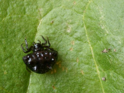 Cyrtarachne ixoides