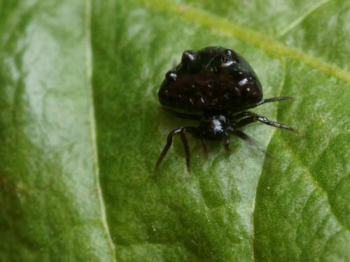 Cyrtarachne ixoides