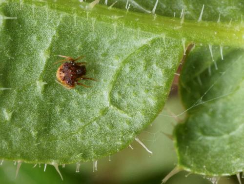 Cyrtarachne ixoides