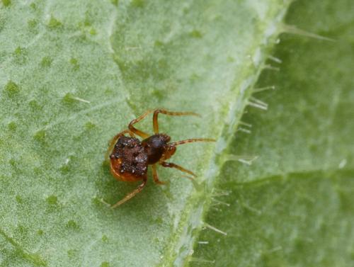Cyrtarachne ixoides