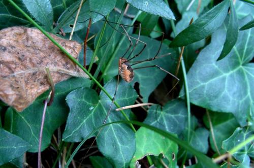 Phalangium opilio