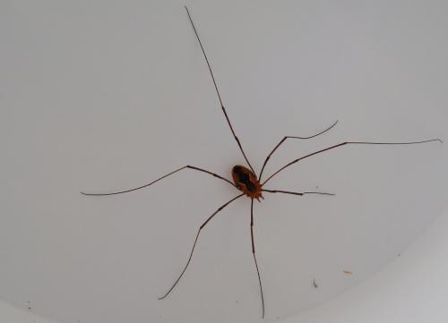Phalangium opilio