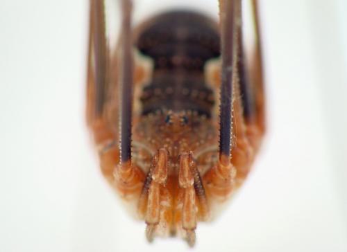 Réf. 77 728 : Phalangium opilio