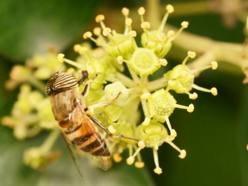 Réf. 77 075 : Eristalinus taeniops