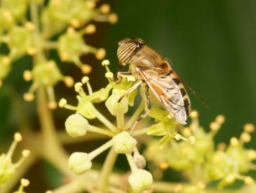 Réf. 77 074 : Eristalinus taeniops