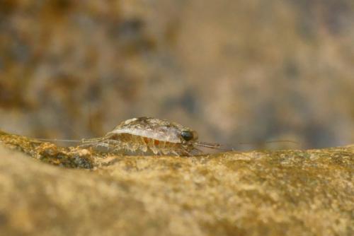Ligia italica