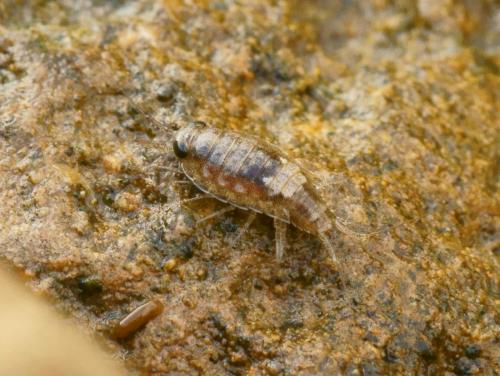Ligia italica