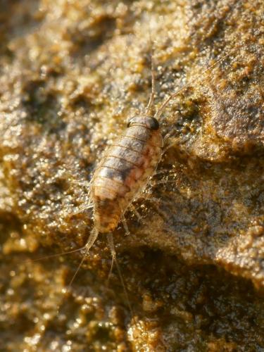 Ligia italica