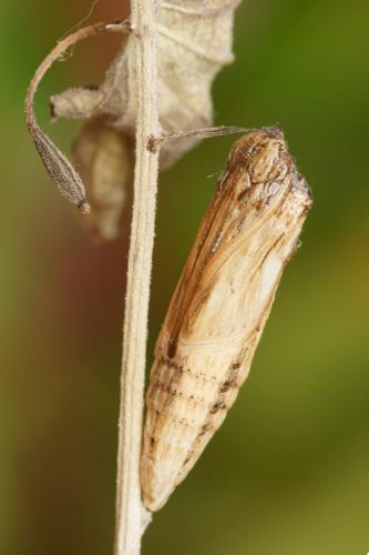Zerynthia polyxena