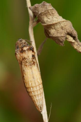 Zerynthia polyxena