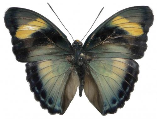 Réf. 77 543 : Euphaedra ceres lutescens