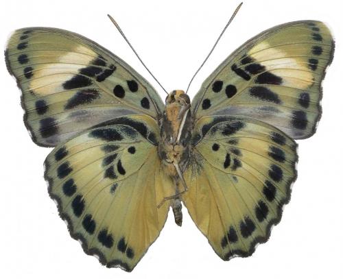 Réf. 77 544 : Euphaedra ceres lutescens