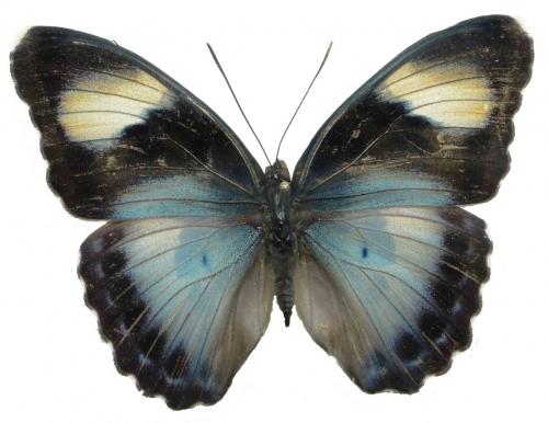 Réf. 77 578 : Euphaedra ceres lutescens