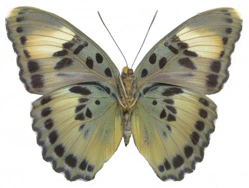 Euphaedra ceres lutescens
