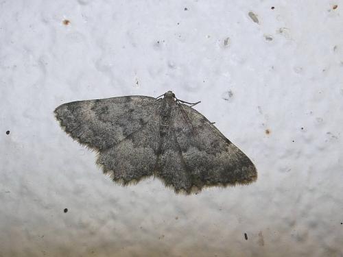 Charissa glaucinaria