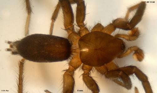 Réf. 77 612 : Zelotes longipes