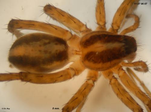 Réf. 77 354 : Pardosa vittata