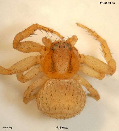 Ozyptila simplex