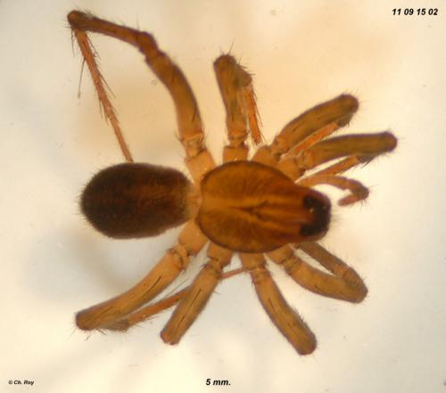 Piratula uliginosa