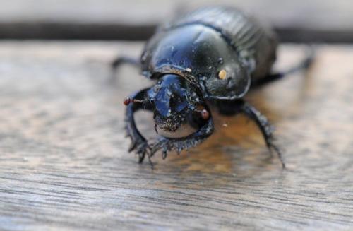 Geotrupes sp.