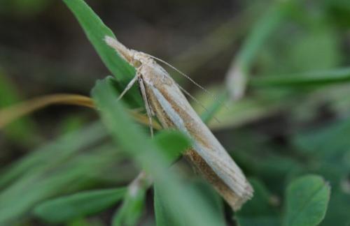 Agriphila tristella
