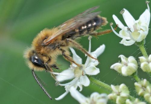 Réf. 77 901 : Andrena sp.