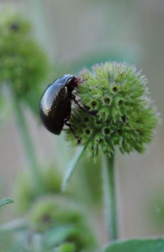 Chrysolina bankii