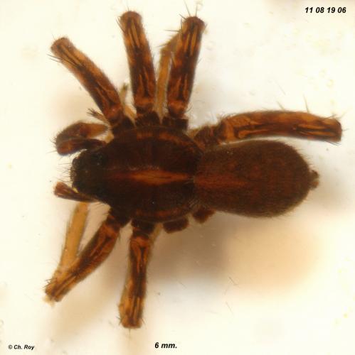 Pardosa tenuipes