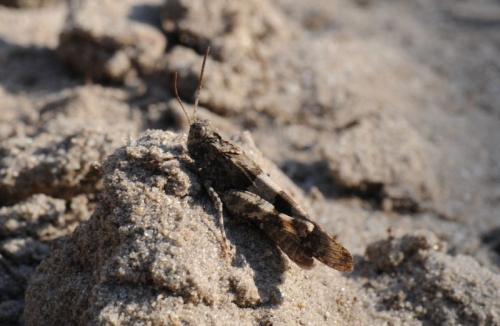 Réf. 77 976 : Oedipoda sp.