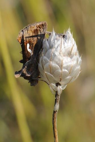 Macdunnoughia confusa