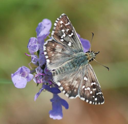 Réf. 77 124 : Pyrgus sp.