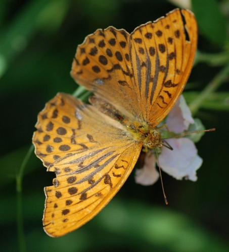 Réf. 77 349 : Argynnis paphia