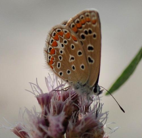 Réf. 77 338 : Polyommatus sp.